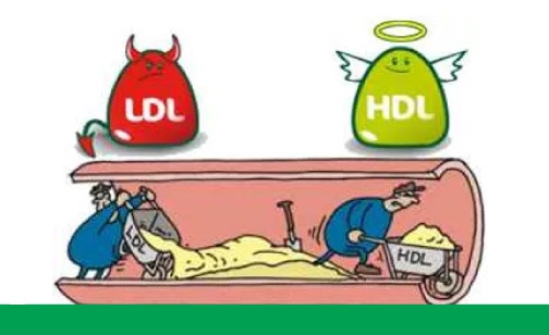 Colesterol hdl e ldl: como controlar