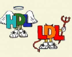 Colesterol HDL e LDL: qual a diferença e como controlar